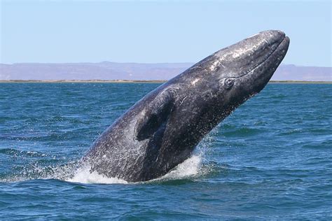 where do gray whales live